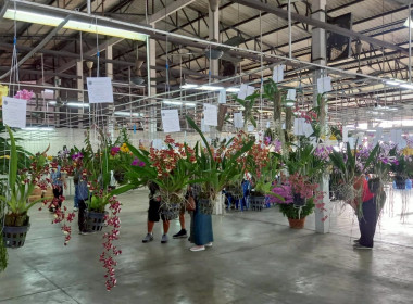 ลงพื้นที่ศึกษาแนวทางการจัดงานประกวดกล้วยไม้ของสมาคมพฤกษชาติแห่งประเทศไทย ในพระบรมราชูปถัมภ์ ณ บางกอกฟลาวเวอร์ เซนเตอร์ เขตหนองแขม กรุงเทพมหานคร ... พารามิเตอร์รูปภาพ 6